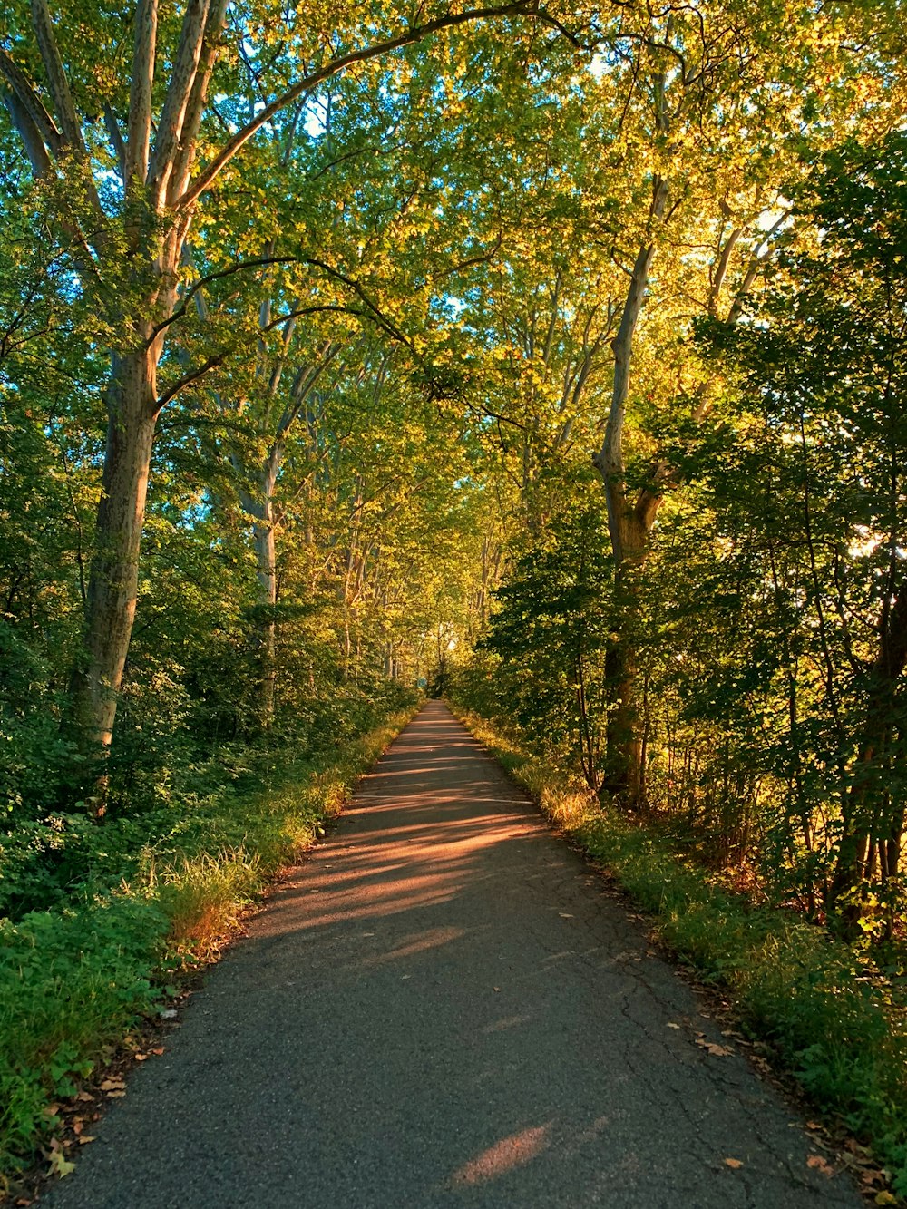 gray concrete road between green trees during daytime