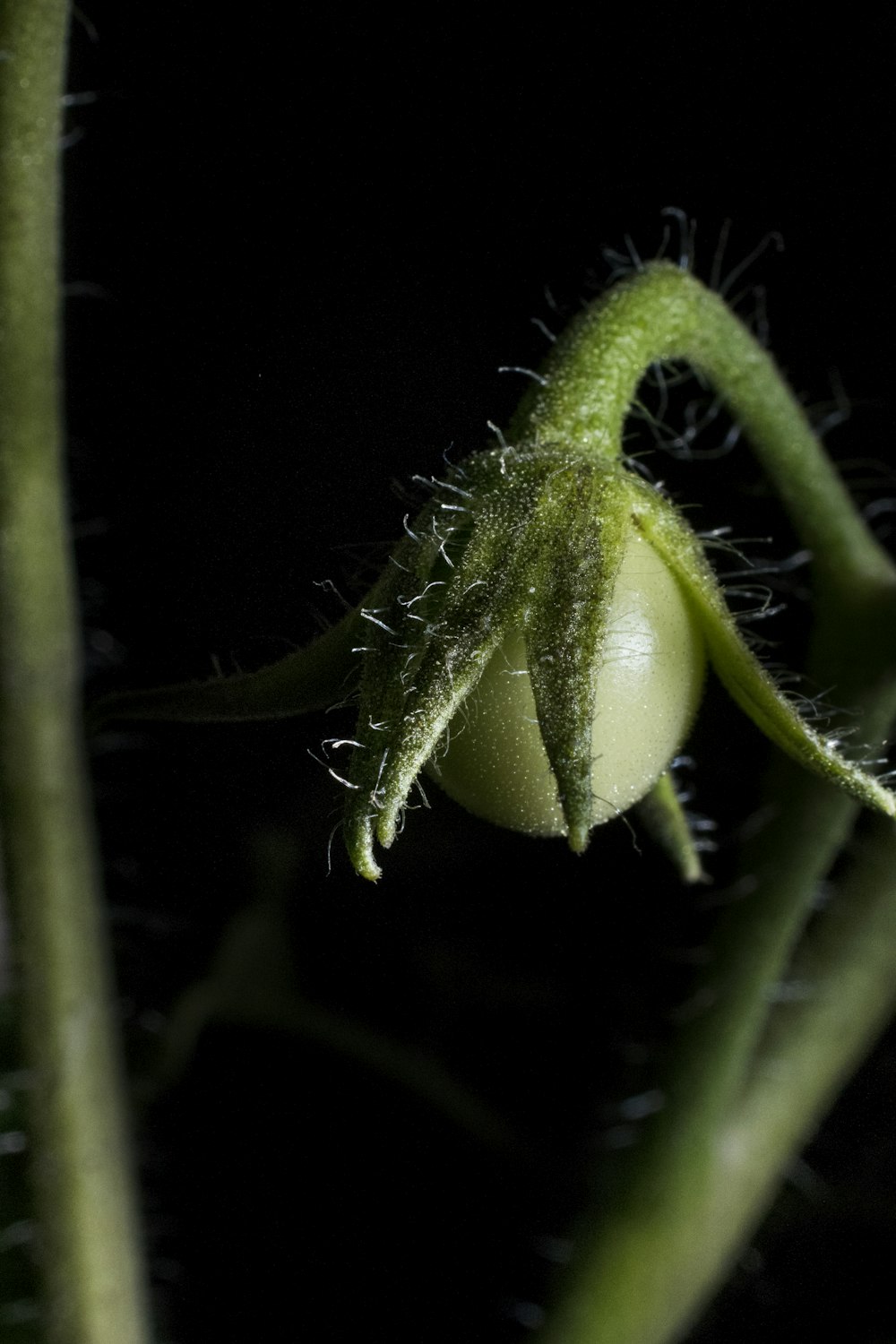 green plant bud in close up photography