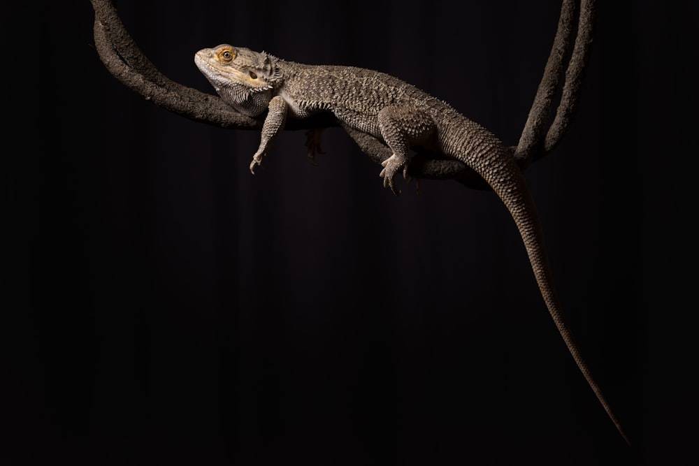 lagarto marrón y negro en la rama marrón del árbol