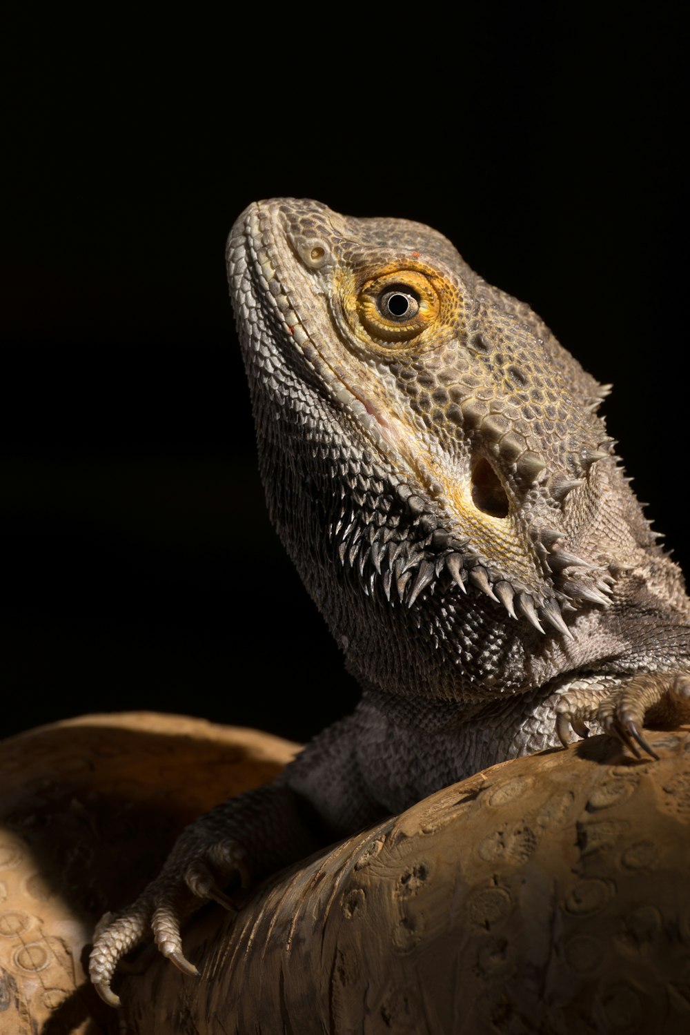 brown and black bearded dragon on brown wood log