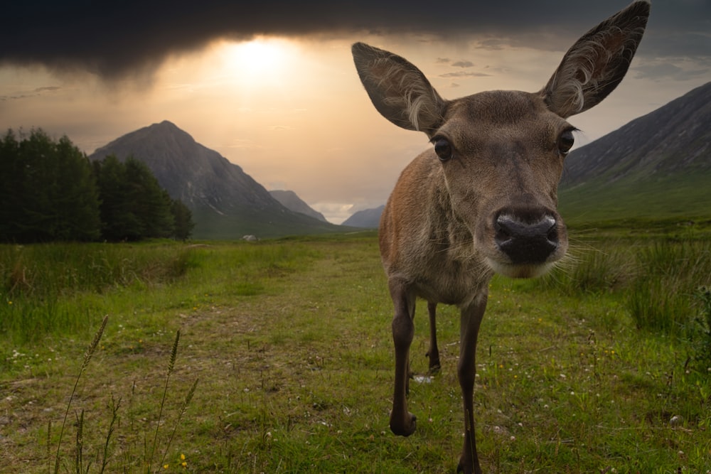 brown deer on green grass field during daytime