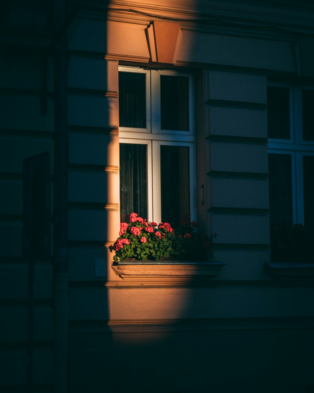 green plant on white pot beside window