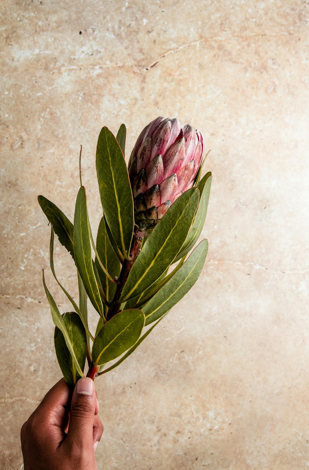 pink and green flower bud