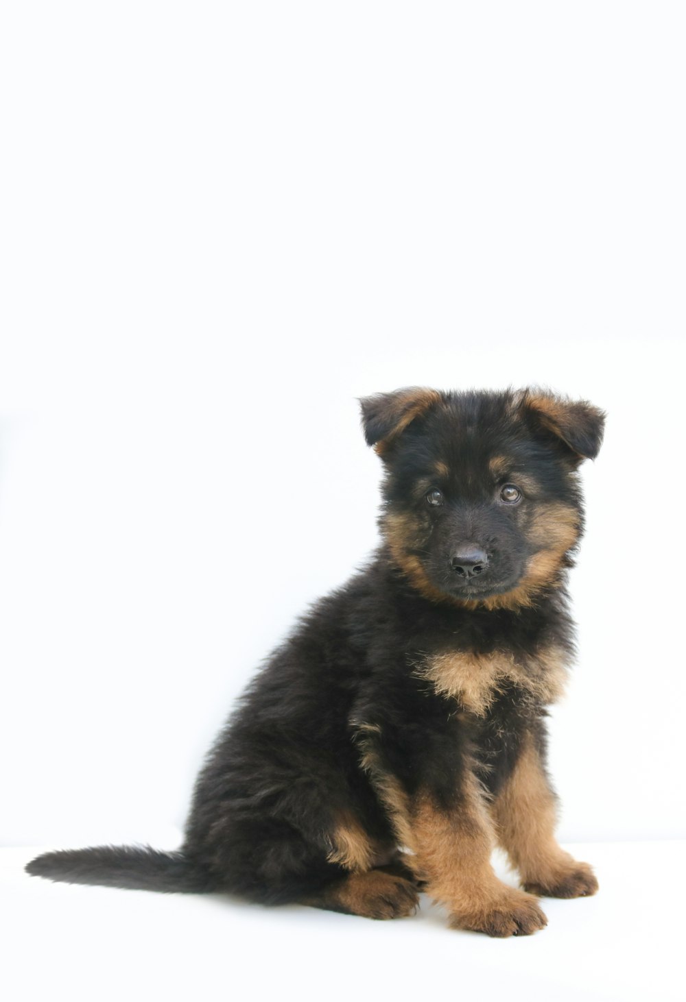 black and tan german shepherd puppy