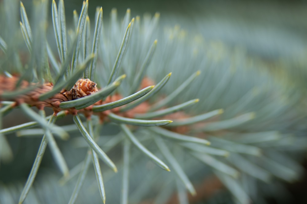 green plant in close up photography