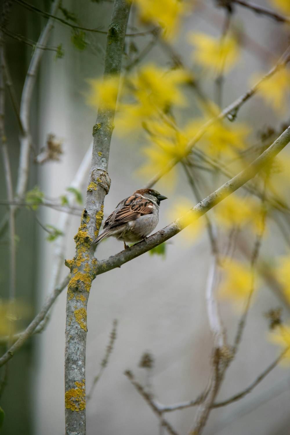 brown and white bird on brown tree branch during daytime