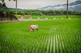 A person wearing a pink outfit and hat is working in a lush green rice field. The landscape is surrounded by mountains and a cloudy sky. Utility poles and a dark concrete wall are visible along the edge of the field.