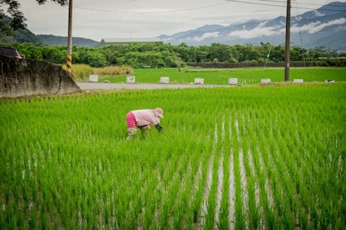 A person wearing a pink outfit and hat is working in a lush green rice field. The landscape is surrounded by mountains and a cloudy sky. Utility poles and a dark concrete wall are visible along the edge of the field.