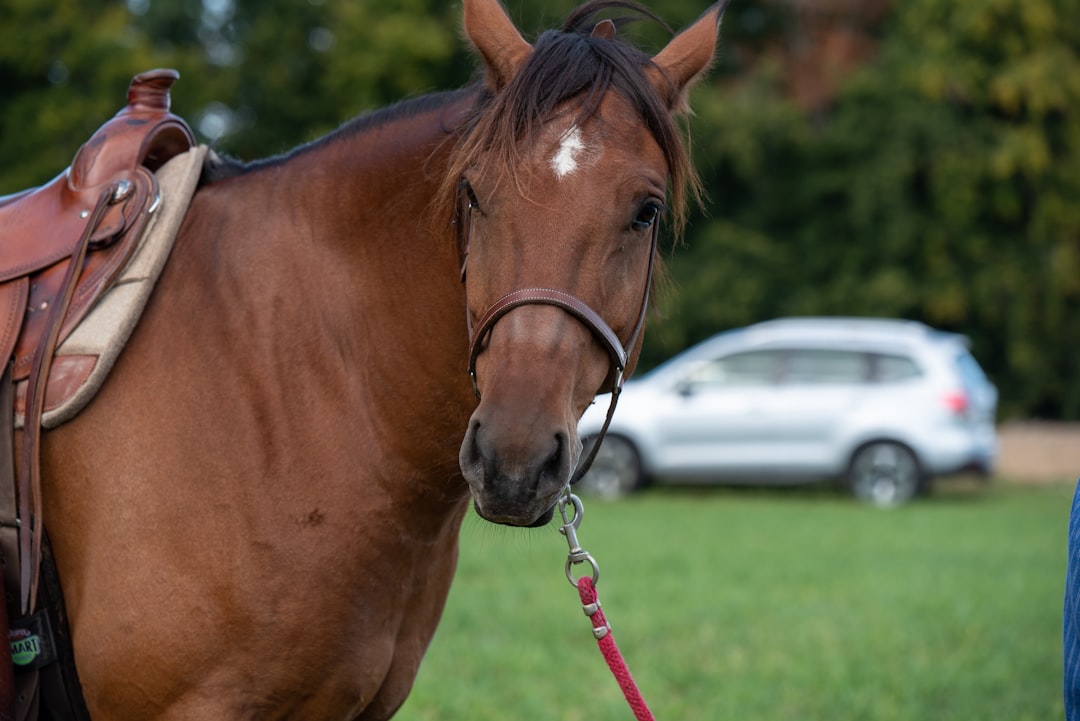 brown horse with red leash