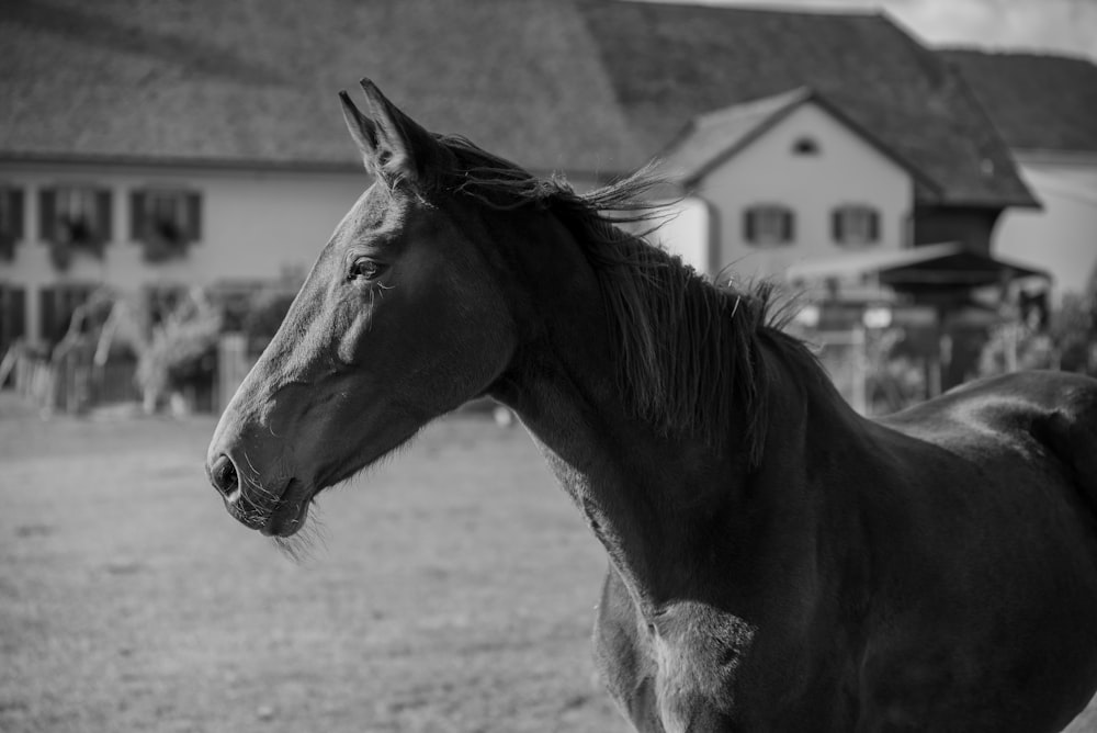 grayscale photo of horse on field