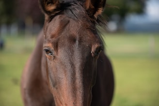 A close-up view of a brown horse's face, focusing on its eyes and ears. The horse's coat is shiny and well-groomed. Blurred greenery in the background suggests a natural setting, possibly a pasture or field.
