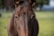 A close-up view of a brown horse's face, focusing on its eyes and ears. The horse's coat is shiny and well-groomed. Blurred greenery in the background suggests a natural setting, possibly a pasture or field.