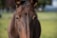 A close-up view of a brown horse's face, focusing on its eyes and ears. The horse's coat is shiny and well-groomed. Blurred greenery in the background suggests a natural setting, possibly a pasture or field.