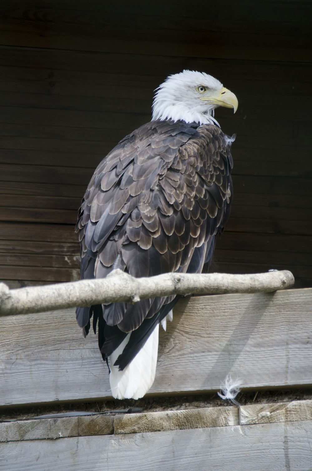 brown and white eagle on brown wooden stick