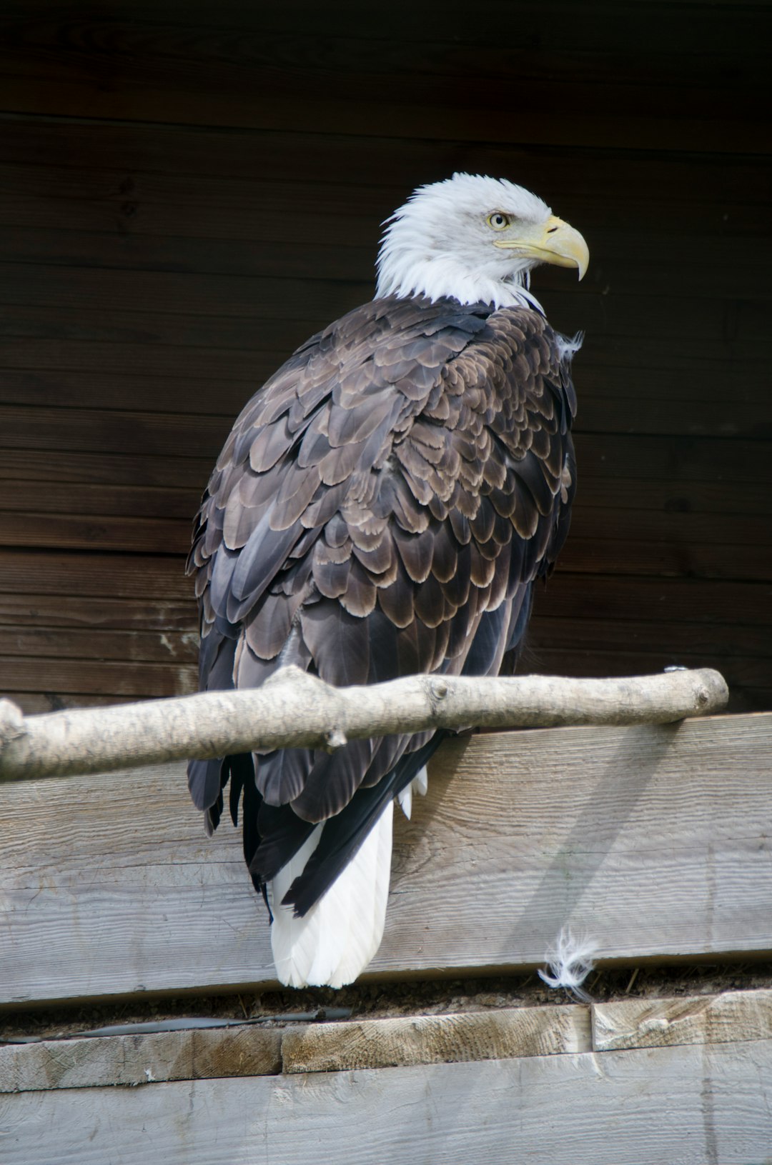 brown and white eagle on brown wooden stick
