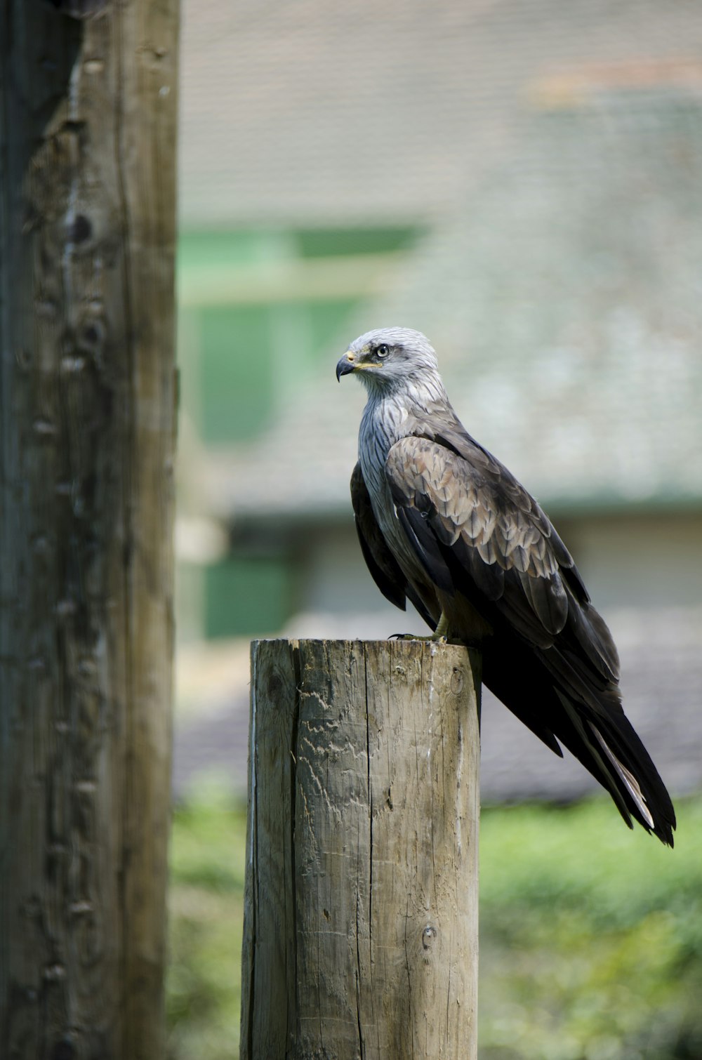 brown and white bird on brown wooden fence during daytime