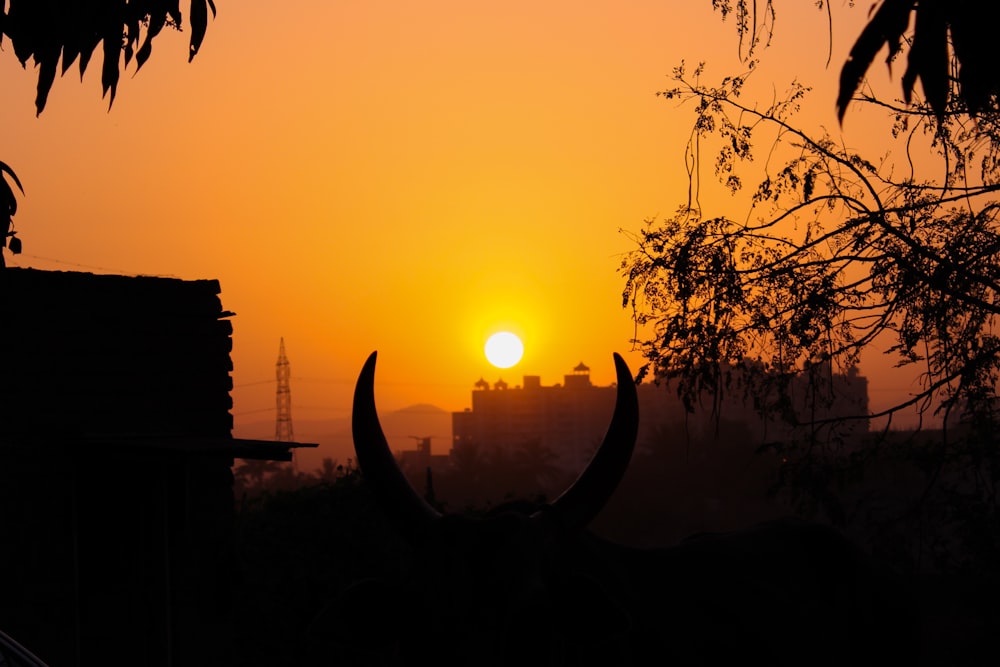 silhouette of animal skull on tree during sunset