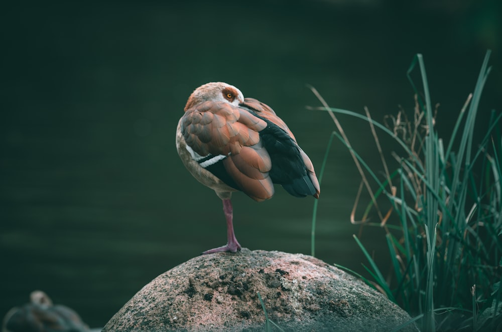 brown bird on gray rock near body of water during daytime