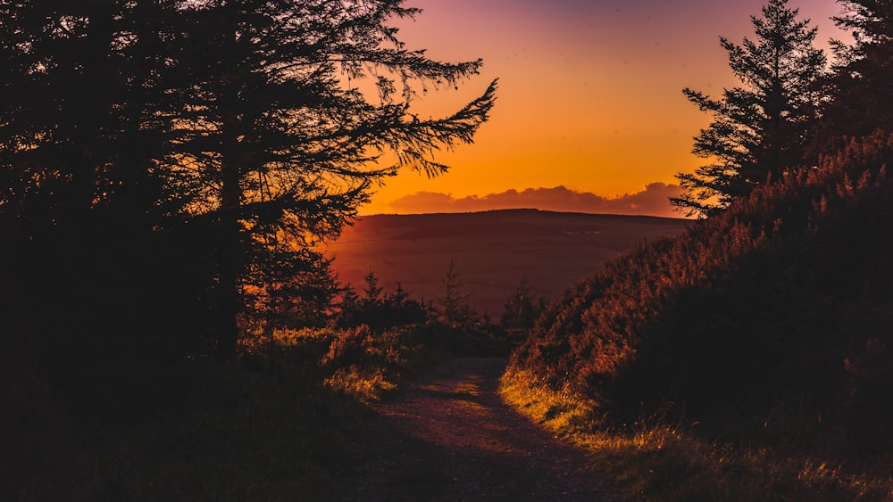 silhouette of tree during sunset