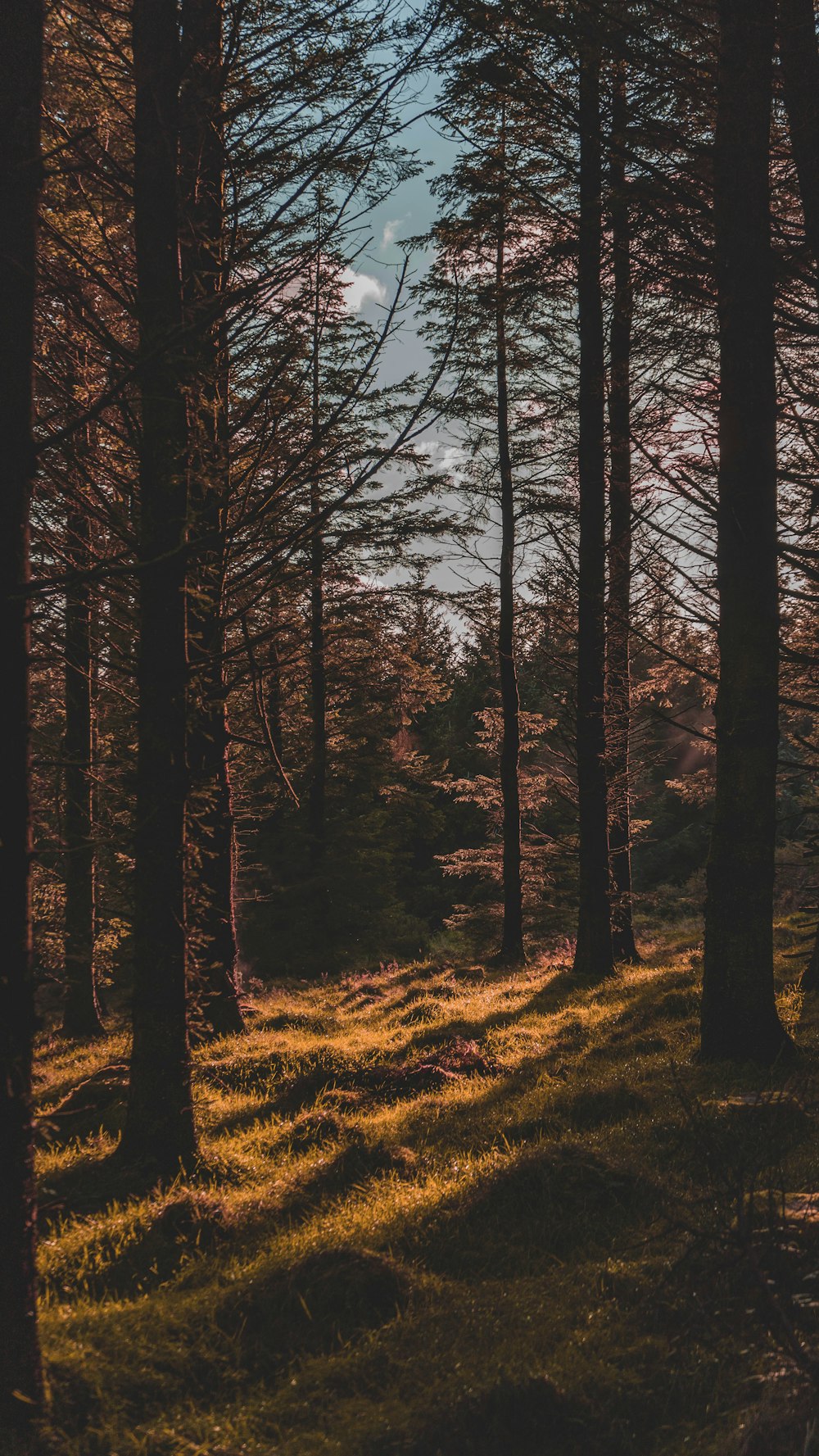 brown trees on green grass field during daytime