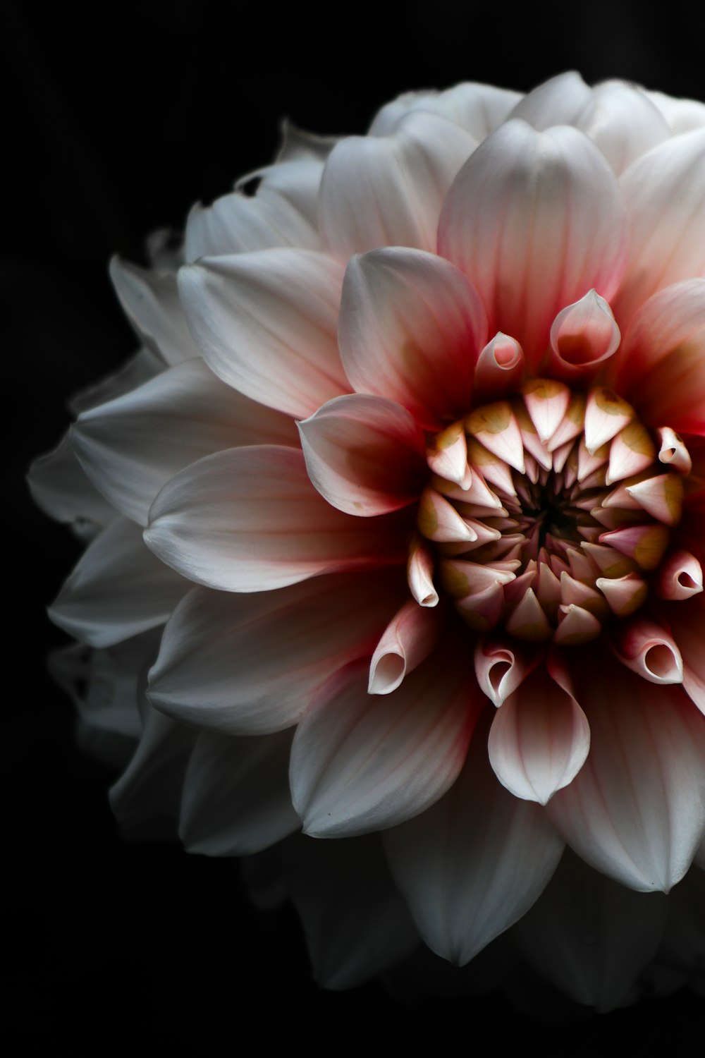 fiore bianco e rosa in primo piano fotografia