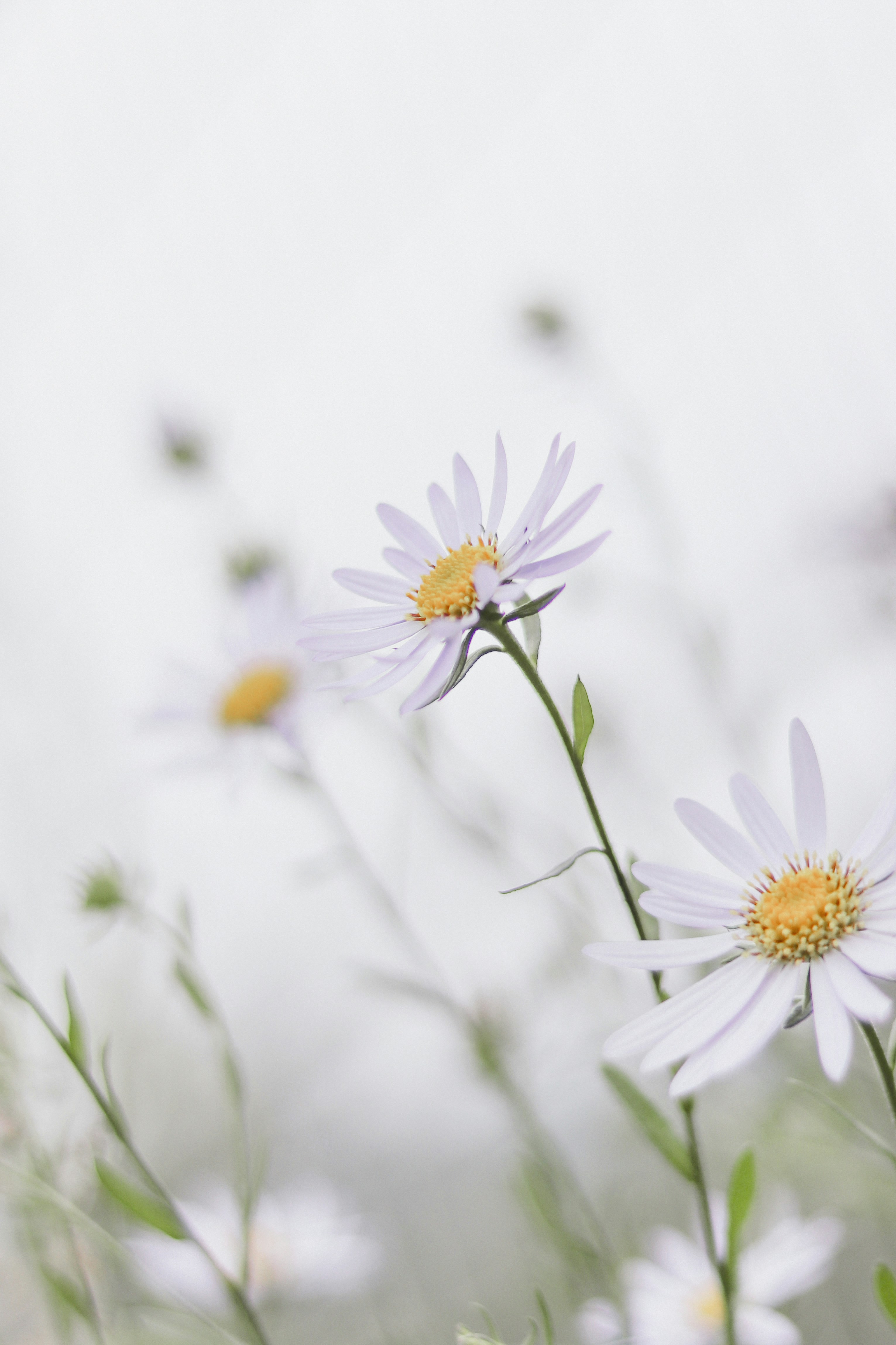 Photo by babybluecat