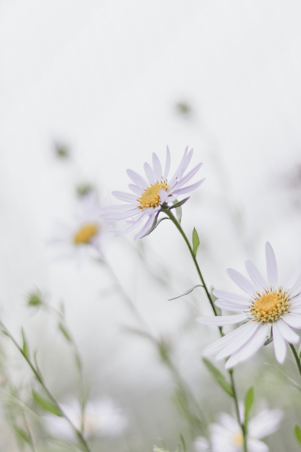 white and purple flower in tilt shift lens