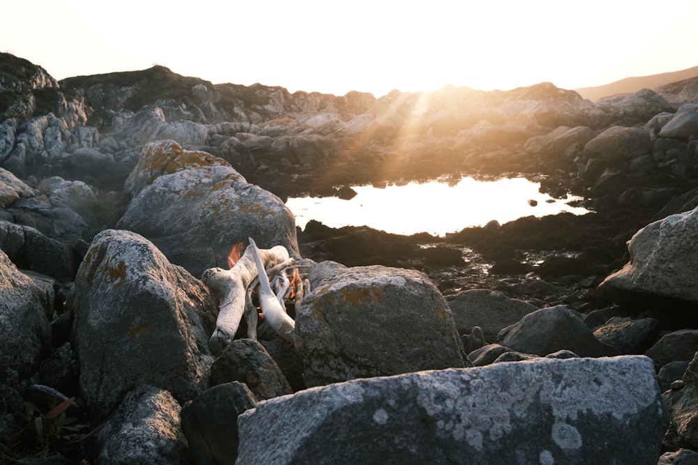 white and brown short coated dog on rocky ground during daytime