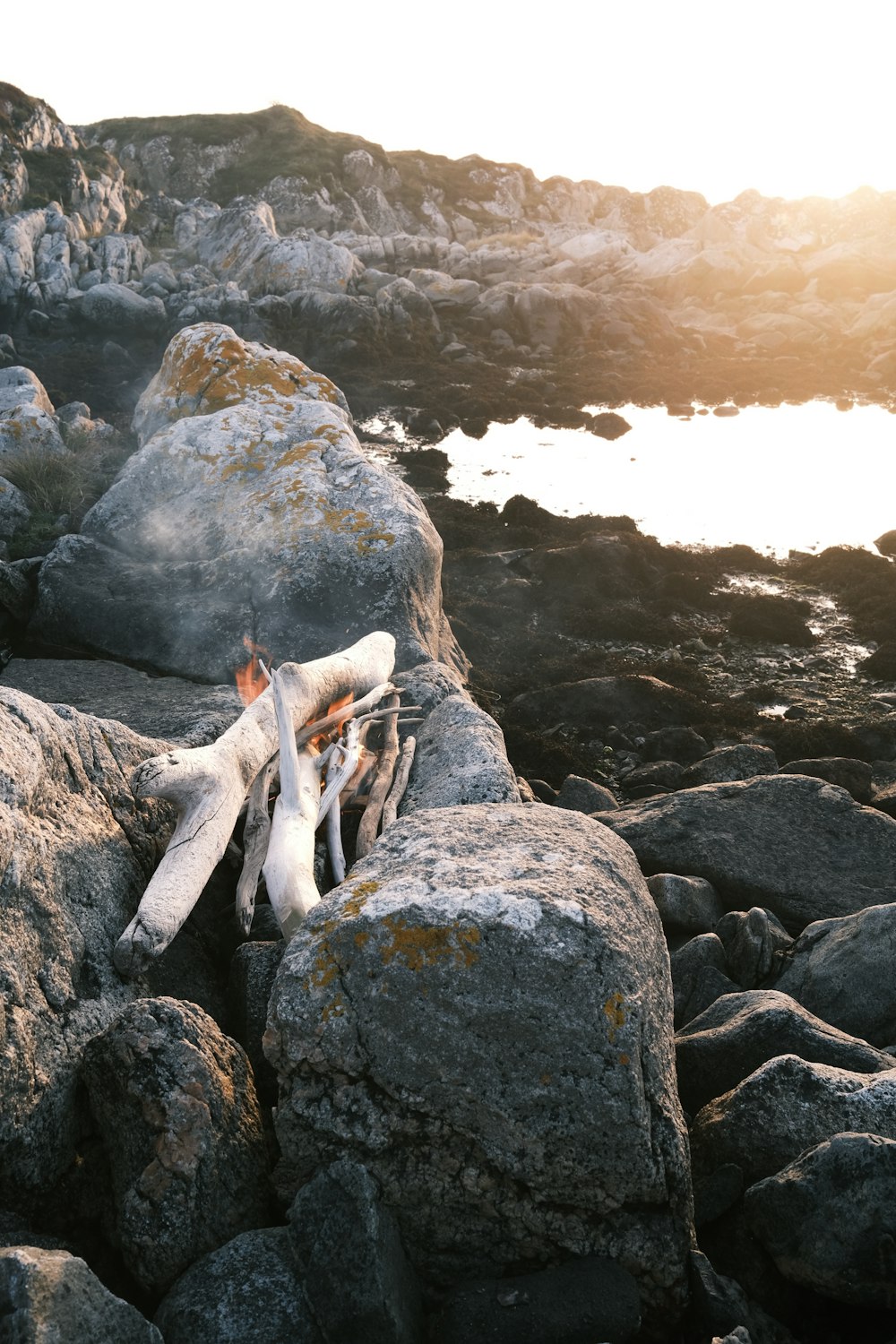 cão branco e marrom de pelagem curta na costa rochosa durante o dia