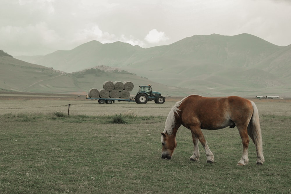 brown and white horse on green grass field during daytime