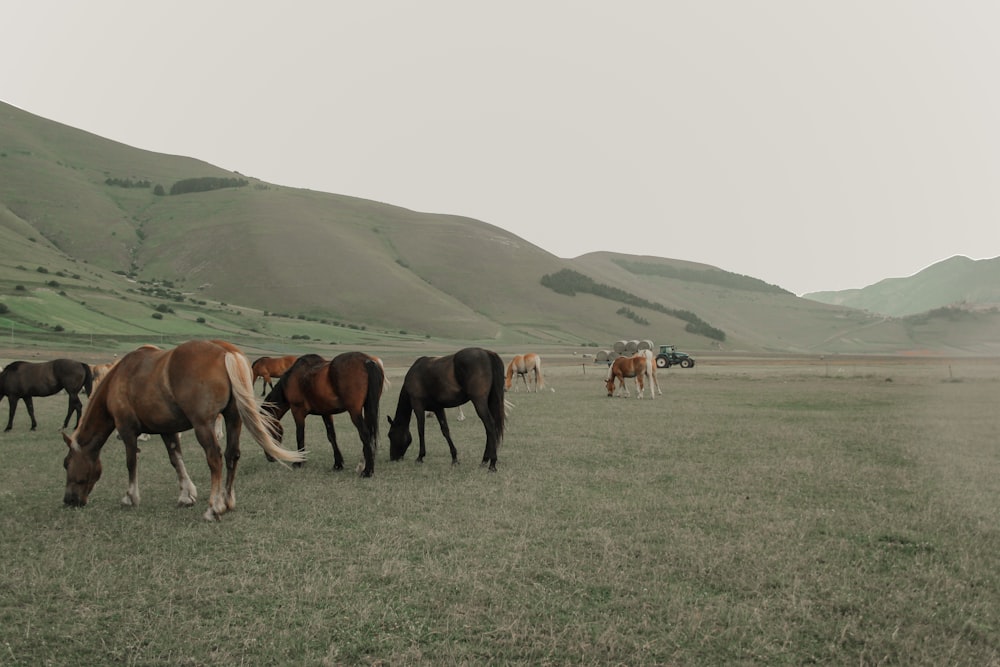 horses on green grass field during daytime