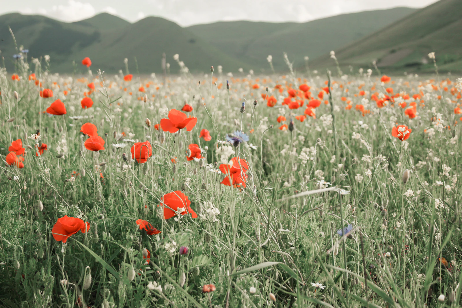 Red poppy flowers representing the ninth wedding anniversary flower