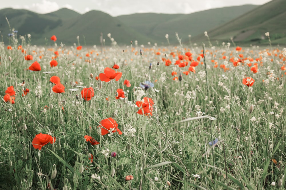 red flower field during daytime