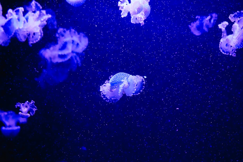purple and white jellyfish on blue textile