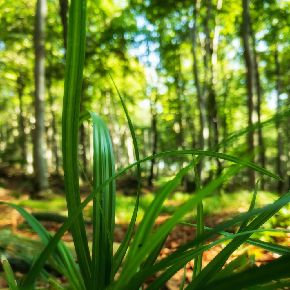 green grass in forest during daytime