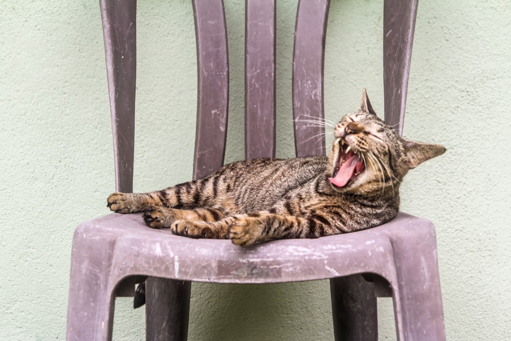 brown tabby cat on green plastic chair