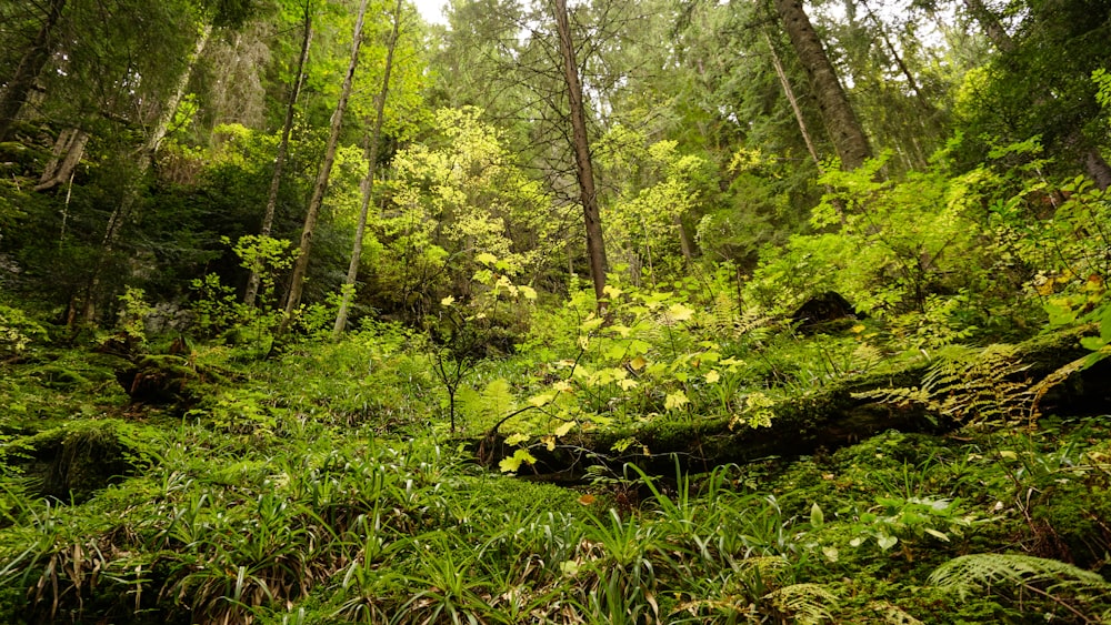 mousse verte sur tronc d’arbre brun