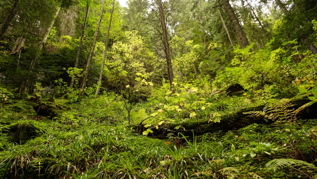 Forest photo spot MunÈ›ii PÄƒdurea Craiului Hoia Forest