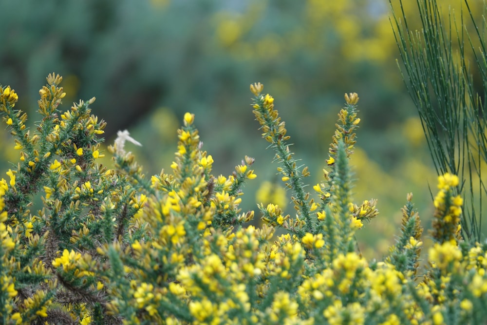 yellow flowers in tilt shift lens