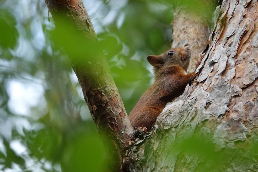 brown squirrel on tree branch during daytime