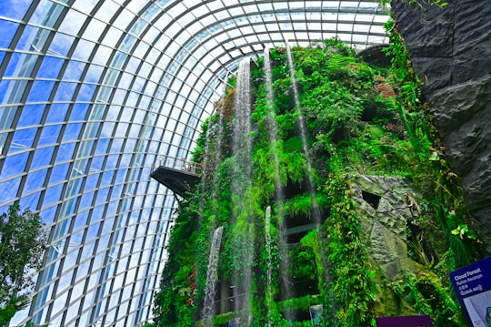 green trees inside a building in Gardens by the Bay Singapore