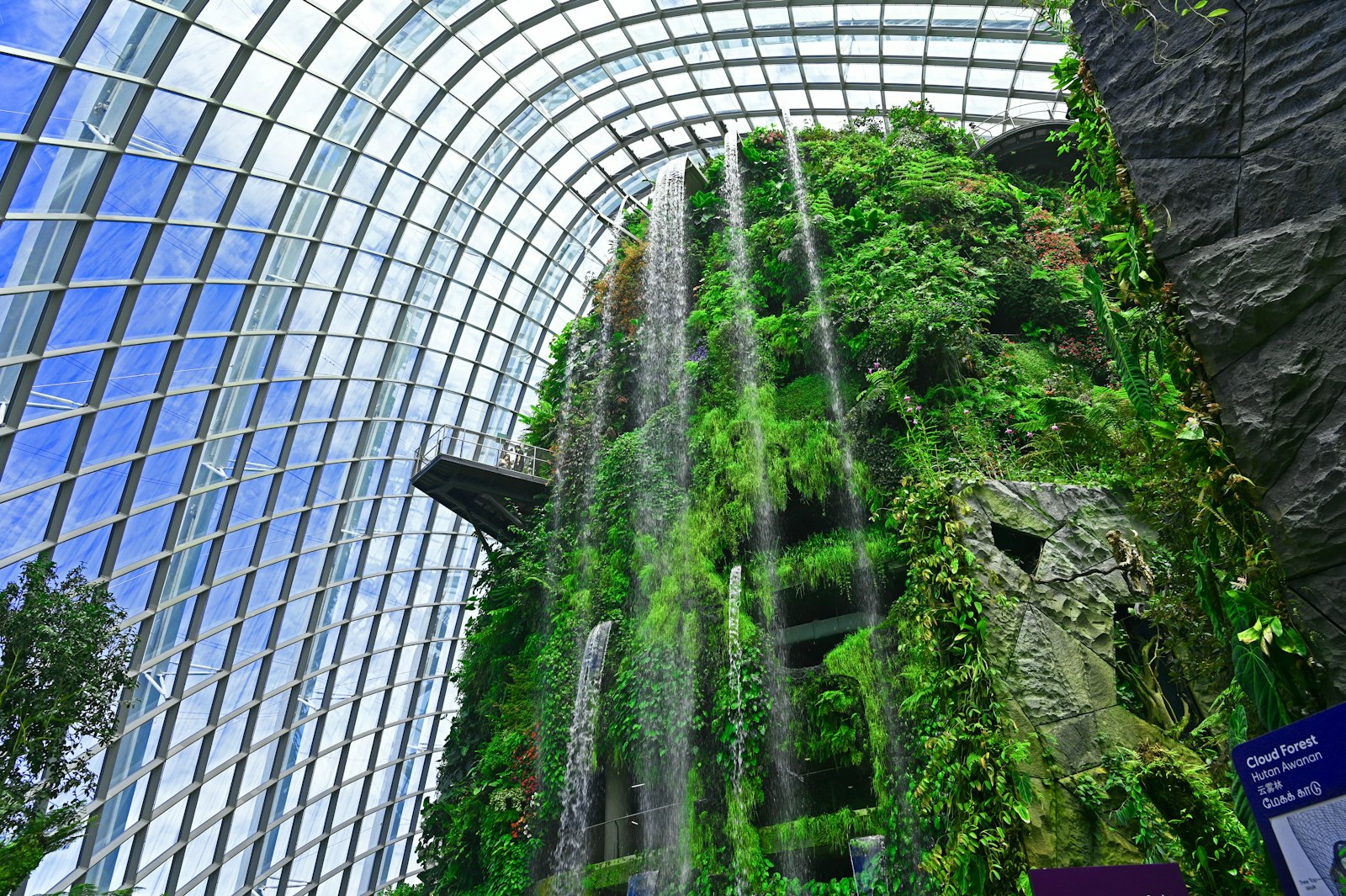 Inside the Cloud Forest conservatory at Gardens by the Bay, a plant-covered mountain and waterfall under a curved glass roof