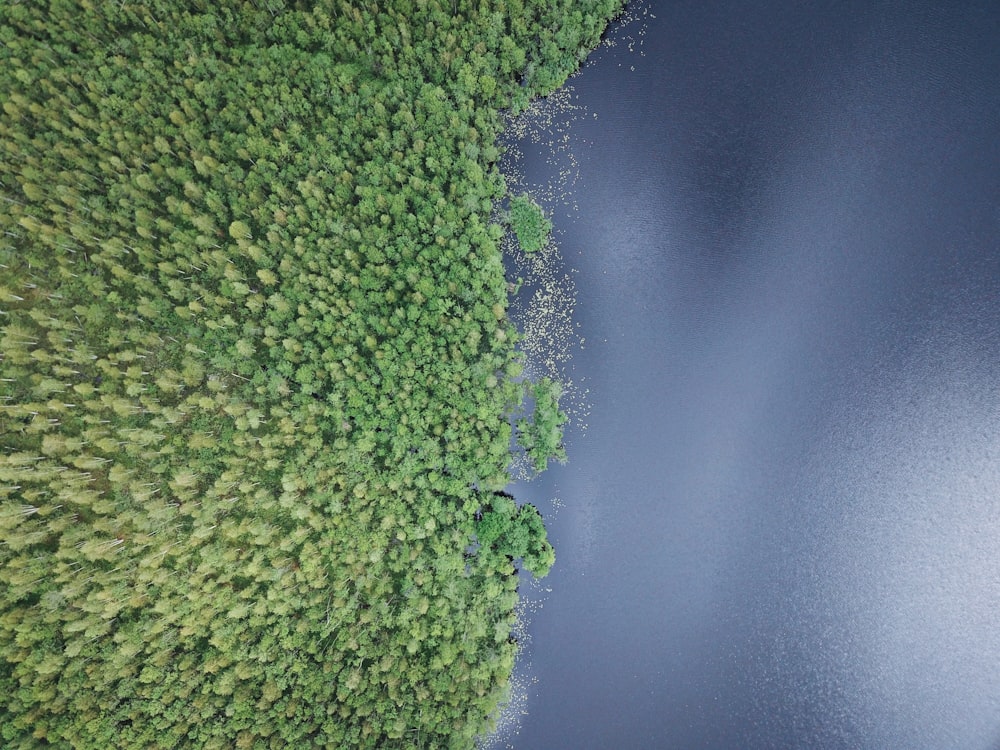 green moss in close up photography