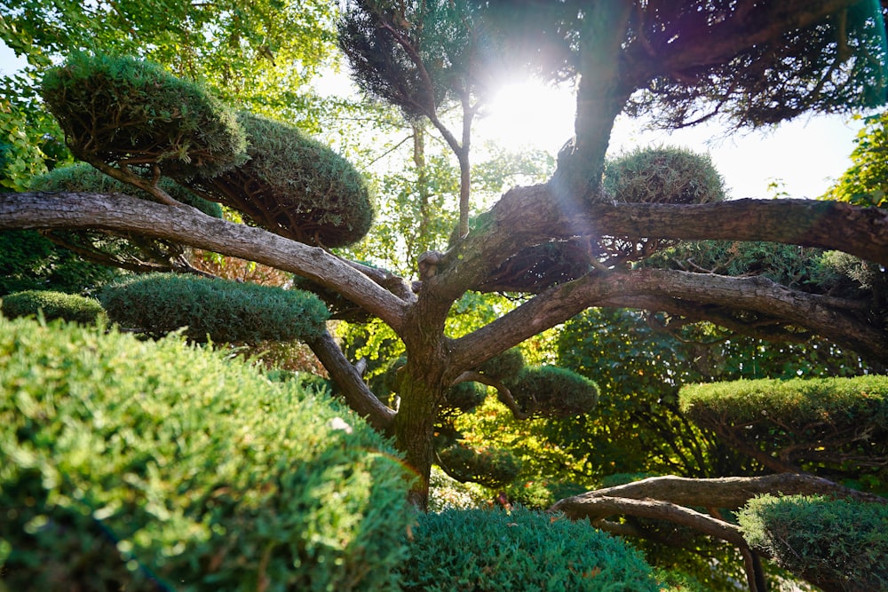 green tree surrounded by green grass during daytime