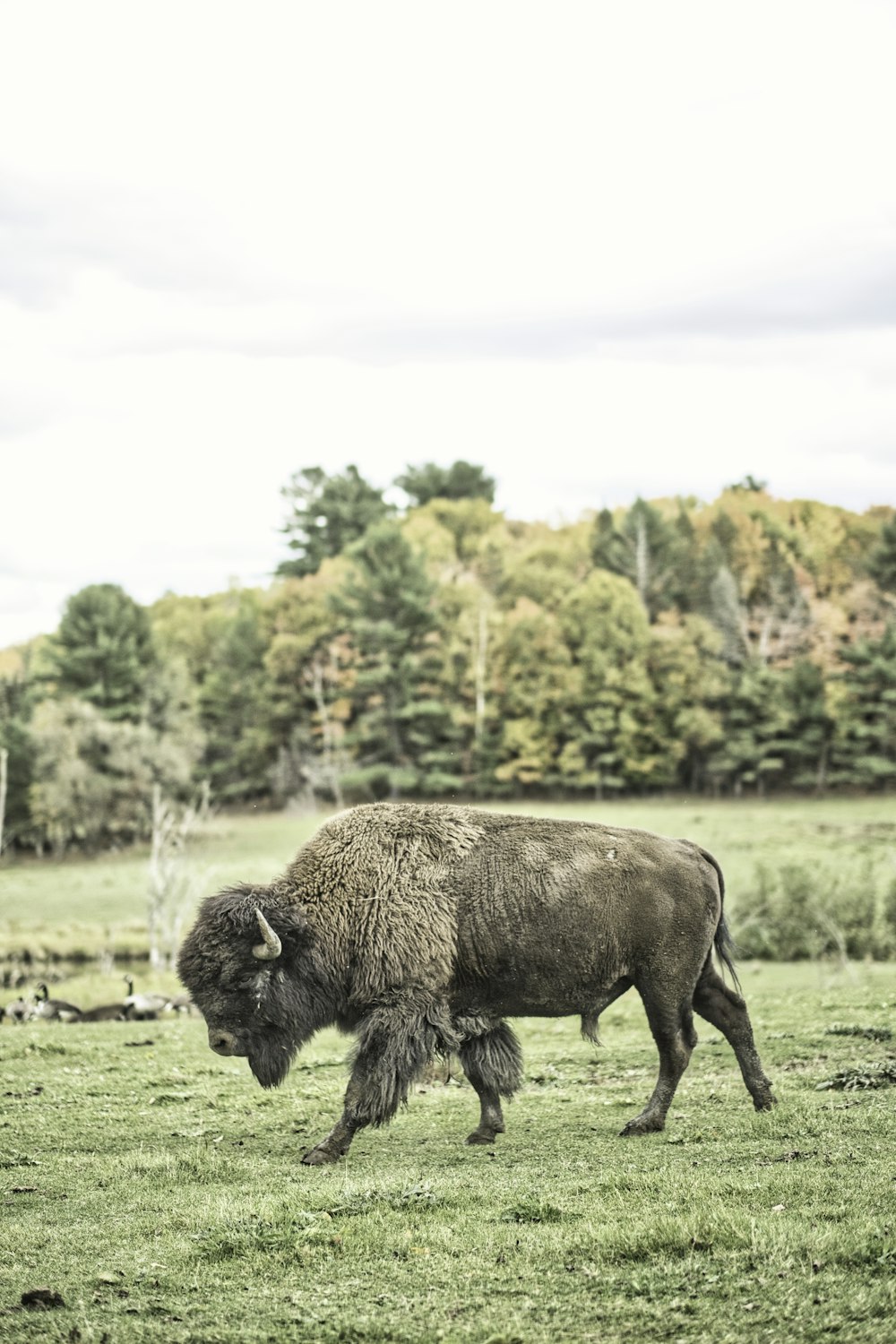 brown bison on green grass field during daytime