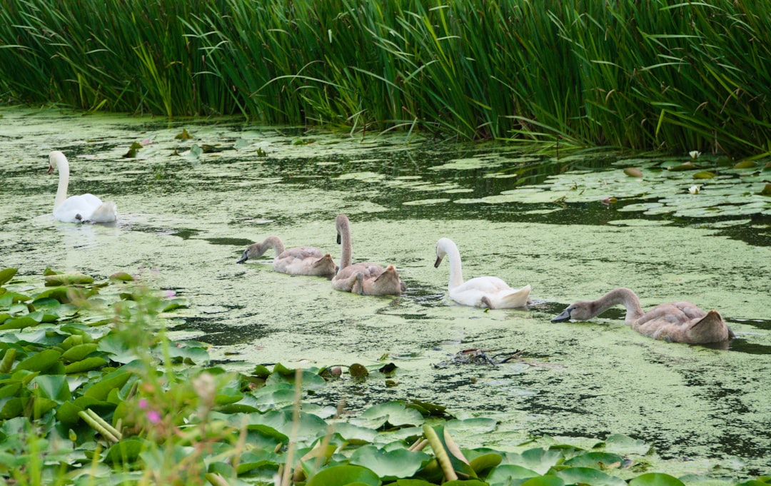 Nature reserve photo spot Den Haag North Holland