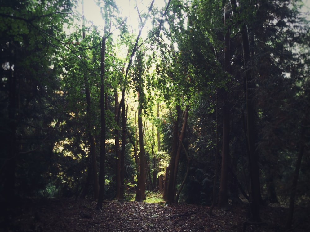 green trees on forest during daytime