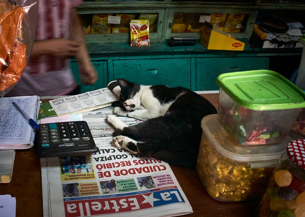 black and white cat on newspaper