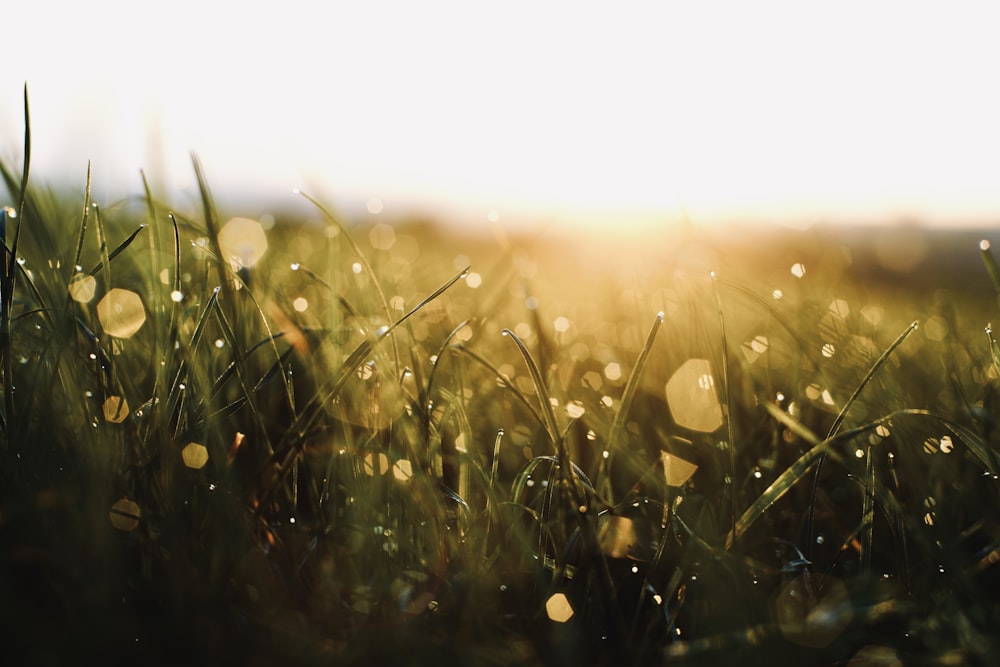 herbe verte avec des gouttelettes d’eau pendant la journée