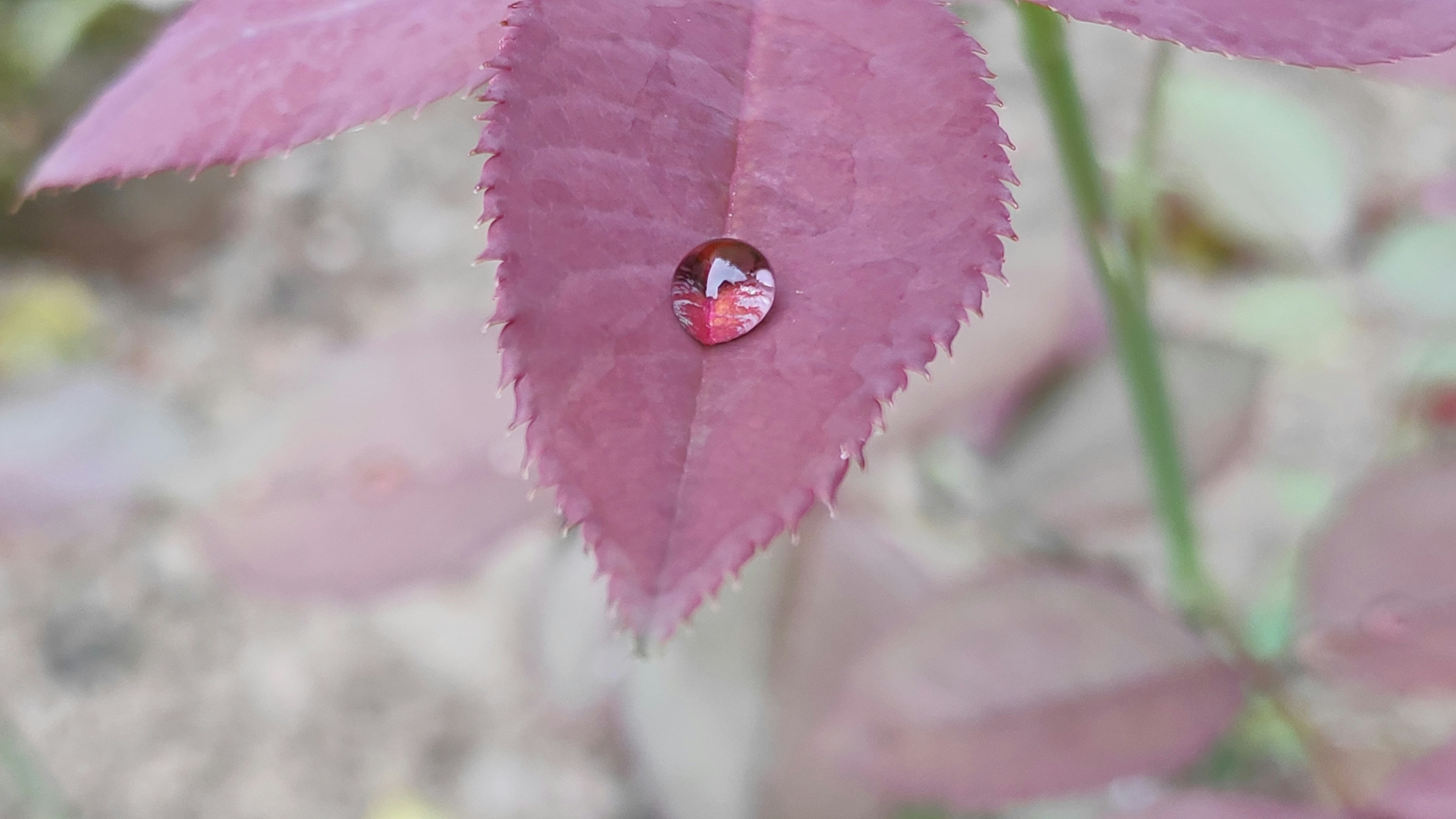 red ladybug on pink flower in close up photography during daytime